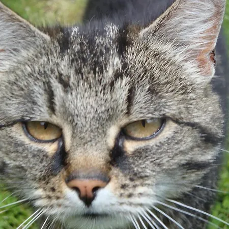 Haus Zirmblick זאלבך הינטרגלם