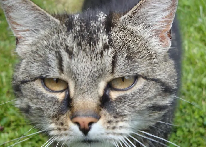 Haus Zirmblick Saalbach-Hinterglemm
